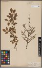 Foto von Salix aurita L.
